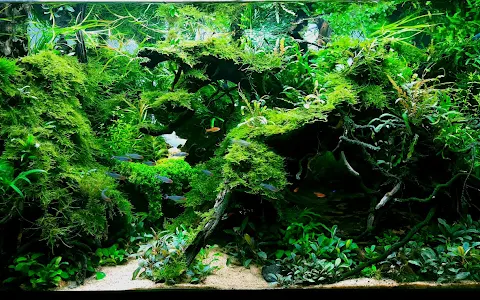 tetra aquarium image
