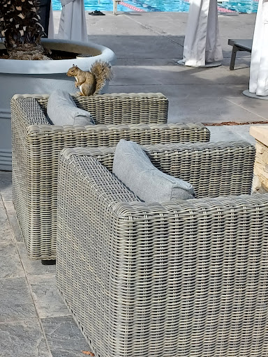 Club «Bay Club», reviews and photos, 3250 Central Expy, Santa Clara, CA 95051, USA