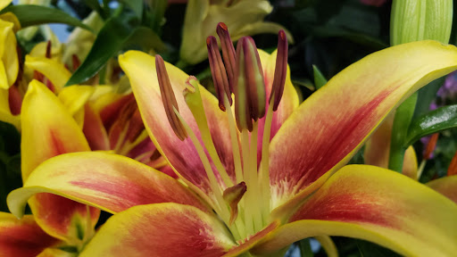 Florist «Mia fiori», reviews and photos, 5840 Legacy Cir D165, Plano, TX 75024, USA