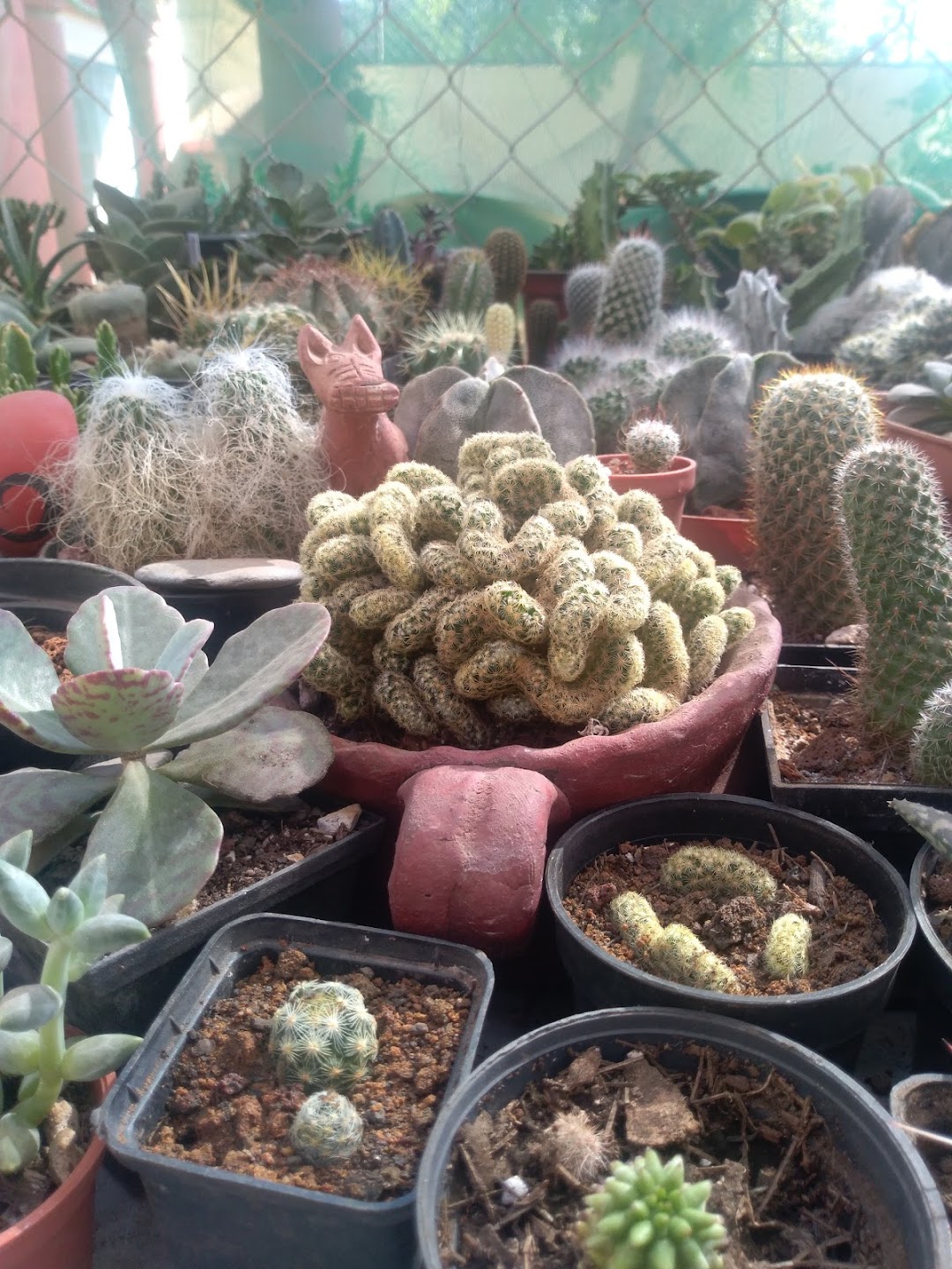 Suculentas y cactus (LADURAN)