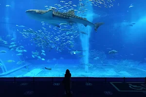Ocean Expo Park Management Center Okinawa Churaumi Aquarium Aquarium Division, image