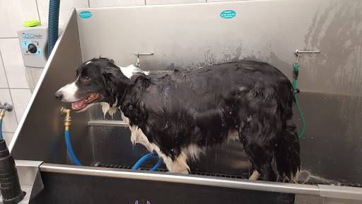 Pet Supply Store «Pet Supplies Plus», reviews and photos, 713 Brandilynn Blvd, Cedar Falls, IA 50613, USA