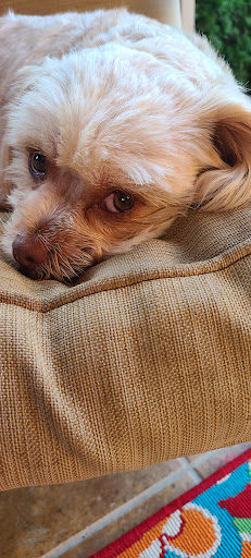 Posh Pooch Dog Grooming