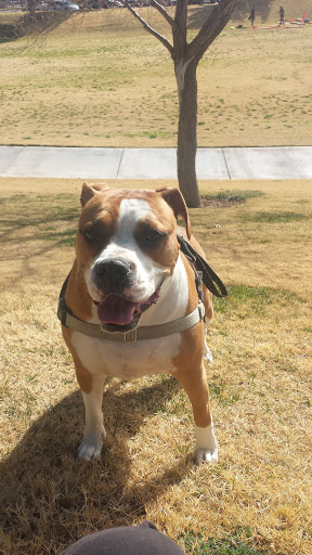 Park «Summerlin Centre Community Park», reviews and photos, 10588 Marketwalk Pl, Las Vegas, NV 89135, USA