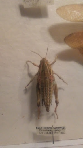 Museum «May Natural History Museum», reviews and photos, 710 Rock Creek Canyon Rd, Colorado Springs, CO 80926, USA