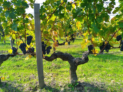 Vignoble Planquette - Blandine Prévot et Jérémy Borde à Saint-Yzans-de-Médoc