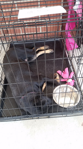 Pet Supply Store «Petco Animal Supplies», reviews and photos, 2640 W University Dr #1280, Denton, TX 76201, USA