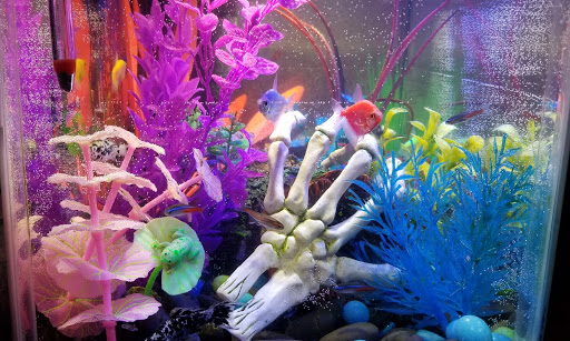 Pet Supply Store «Petco Animal Supplies», reviews and photos, 10235 Indianapolis Blvd, Highland, IN 46322, USA