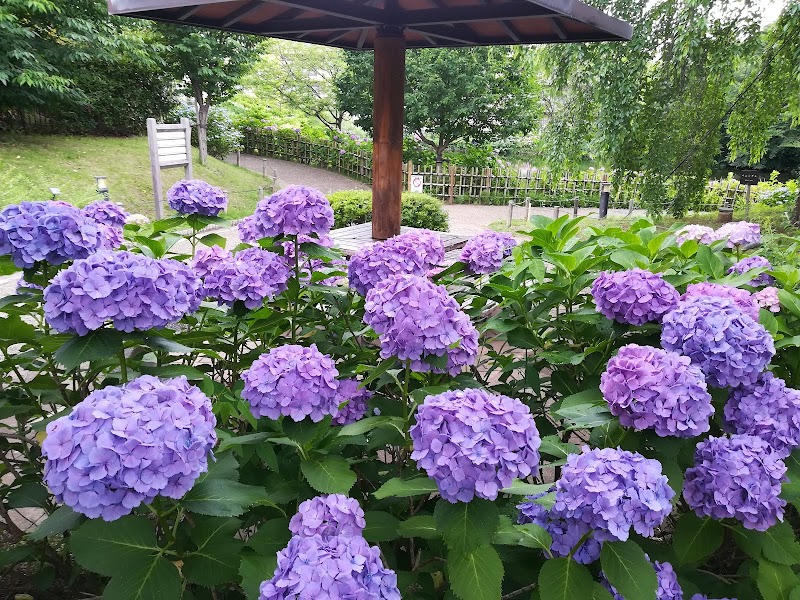 今泉名水桜公園