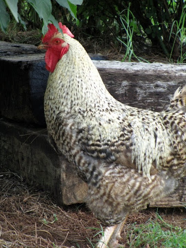 Park «Heritage Park», reviews and photos, 99 Lake Dow Rd, McDonough, GA 30252, USA