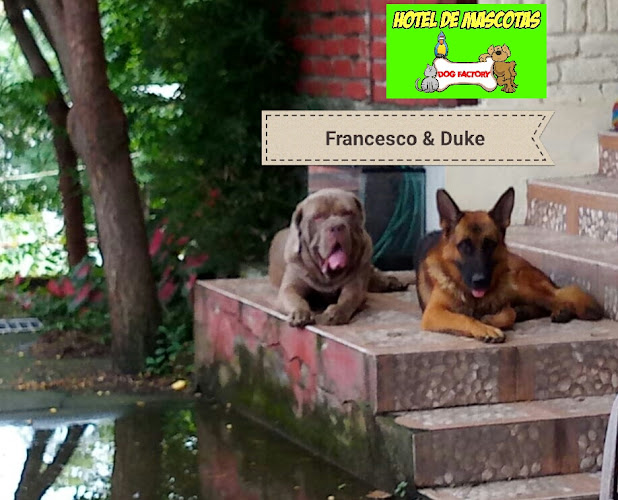 Opiniones de Dog Factory hotel de mascotas en Guayaquil - Hotel