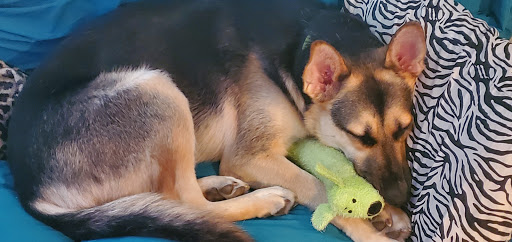 Pet Supply Store «Pet Supplies Plus», reviews and photos, 1704 Greenville Ave, Dallas, TX 75206, USA