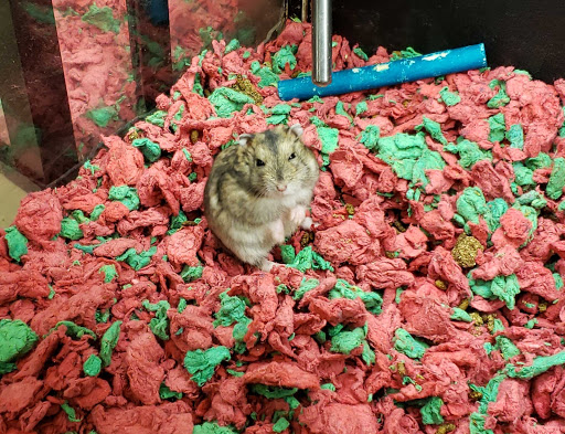 Pet Supply Store «PetSmart», reviews and photos, 5435 W TX-1604 Loop N, San Antonio, TX 78253, USA