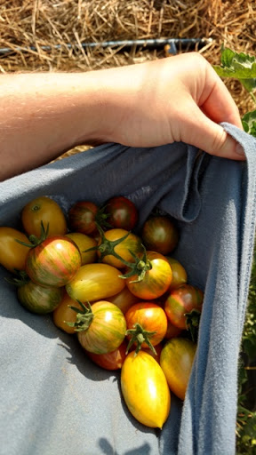 Farm «Manoff Market Gardens», reviews and photos, 3157 Comfort Rd, Solebury, PA 18963, USA