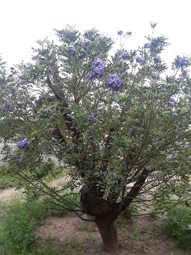 Park «Falcon Park», reviews and photos, 3420 W Roosevelt St, Phoenix, AZ 85009, USA