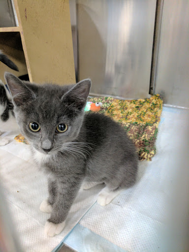 Pet Supply Store «PetSmart», reviews and photos, 4749 Valley View Blvd NW, Roanoke, VA 24012, USA