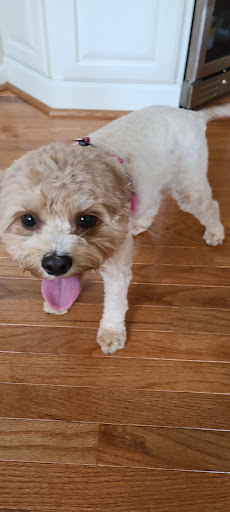 Pet Supply Store «PetSmart», reviews and photos, 132 NJ-31, Flemington, NJ 08822, USA