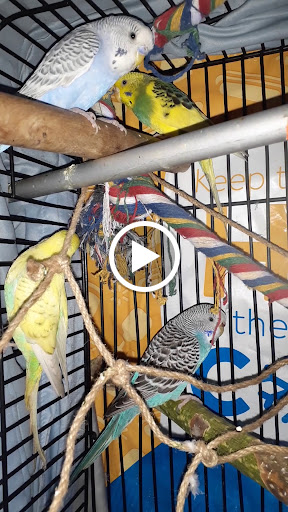 Pet Store «Pettin Place», reviews and photos, 1121 S Wells Ave, Reno, NV 89502, USA