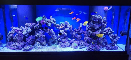 Aquarium «Drysdale Aquarium Inc», reviews and photos, 2260 Knight Rd, Land O Lakes, FL 34639, USA