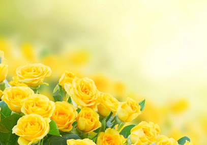 Yellow Rose Gardening