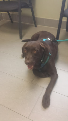 Covina Animal Hospital image