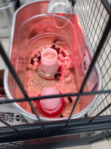 Home Improvement Store «Tractor Supply Co.», reviews and photos, 2070 S Cedar St, Imlay City, MI 48444, USA