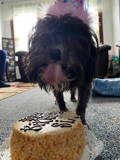 Pet Supply Store «Three Dog Bakery Inc», reviews and photos, 13904 Town Center Blvd # 200, Noblesville, IN 46060, USA