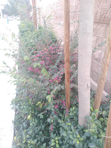 Florist «Secret Garden Florist», reviews and photos, 6076 Lincoln Ave, Cypress, CA 90630, USA