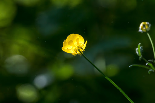 Gym «Columbia Association: Columbia Gym», reviews and photos, 6151 Day Long Ln, Clarksville, MD 21029, USA