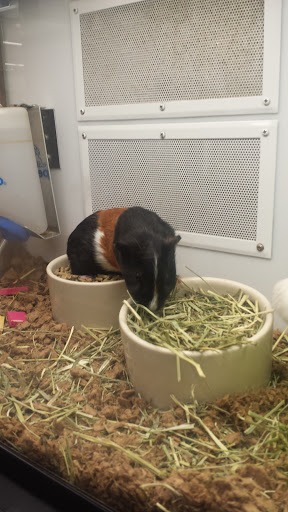 Pet Supply Store «Petco Animal Supplies», reviews and photos, 11398 Bandera Rd #403, San Antonio, TX 78250, USA