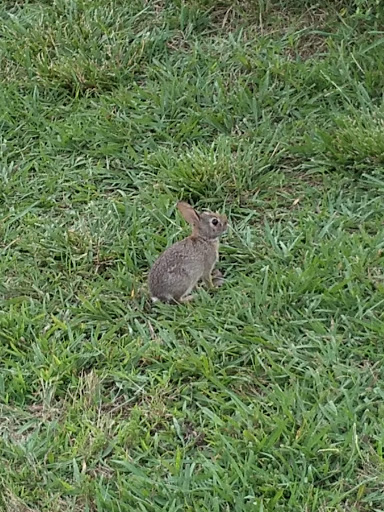 Public Golf Course «Pine Creek Golf Course», reviews and photos, 1835 Logue Road, Mt Juliet, TN 37122, USA