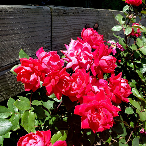 Computer Store «Apple Manhasset», reviews and photos, 1900 Northern Blvd, Manhasset, NY 11030, USA