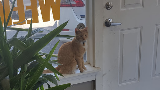 Used Car Dealer «All Star Auto LLC», reviews and photos, 9301 Johnson Dr, Shawnee, KS 66203, USA