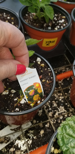 Florist «Dutch & Olgas Greenhouse», reviews and photos, 1285 NJ-36, Hazlet, NJ 07730, USA