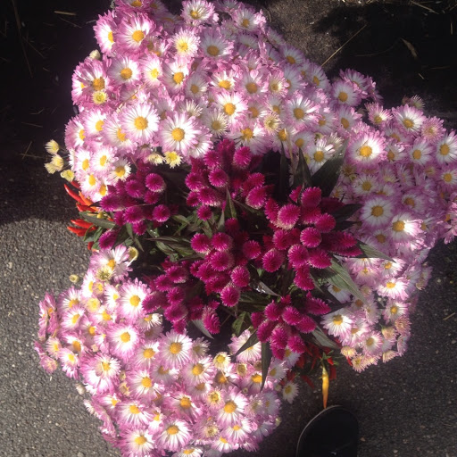 Garden Center «Westminster Nursery & Florist», reviews and photos, 30 Westminster Rd, West Hempstead, NY 11552, USA