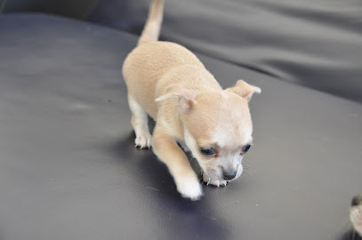 Chihuahua de Rocca Leone