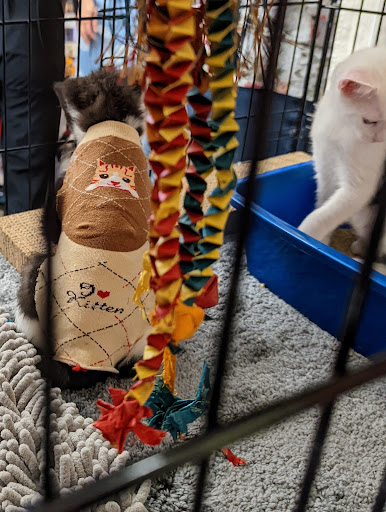 Pet Supply Store «Pet Food Express», reviews and photos, 5148 Stevens Creek Blvd, San Jose, CA 95129, USA