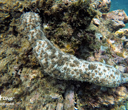 Local Dive Thailand - Phuket photo