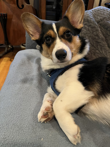 Paws on Fraser Veterinary Hospital