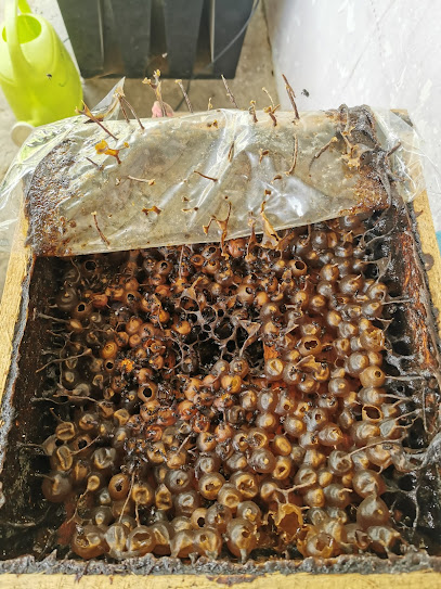 Budidaya Lebah Kelulut Desa Tanjung Batu