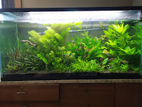 Aquariums Done Wright (Aquarium Service) - Photo 5 - Car repair in Downers Grove, IL, Naperville