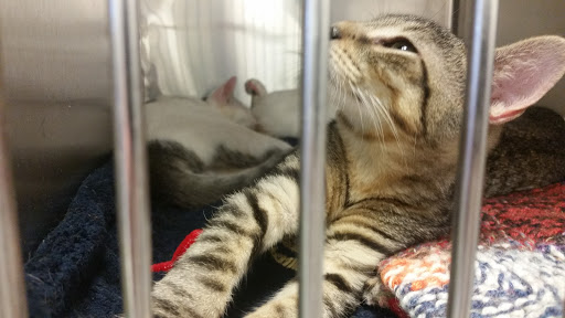 Pet Supply Store «PetSmart», reviews and photos, 2180 MacArthur Rd, Whitehall, PA 18052, USA