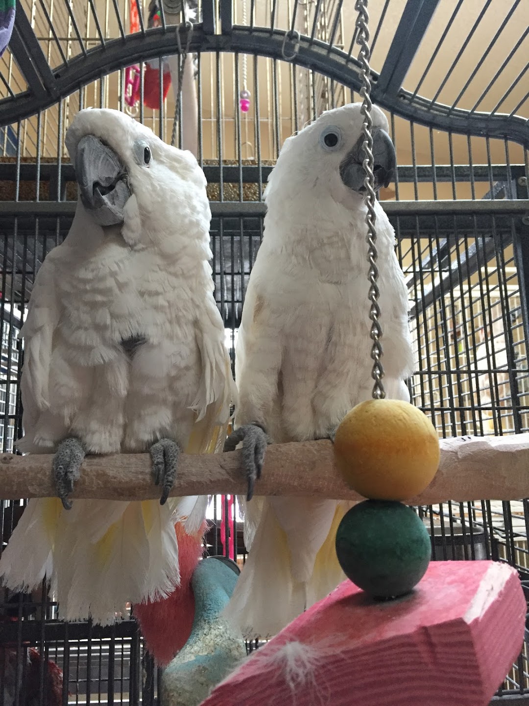 Kikis Playland Parrot Sanctuary and Rescue