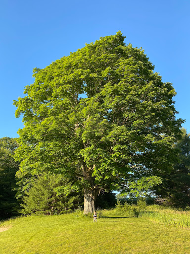 Golf Course «Mistwood Golf Course», reviews and photos, 7568 Ole White Dr, Lake Ann, MI 49650, USA