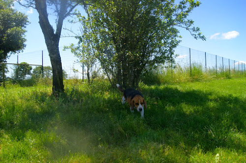 Pension Canine : La Cabane Des Loupiots à Cheffois