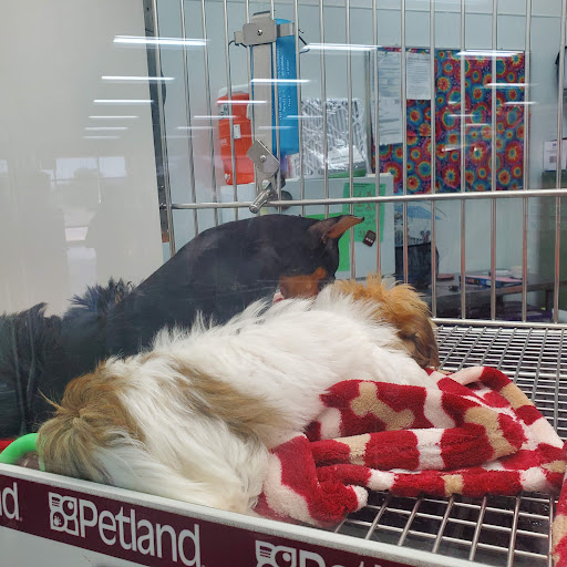 Pet Store «Petland Lewis Center», reviews and photos, 86 Meadow Park Ave, Lewis Center, OH 43035, USA