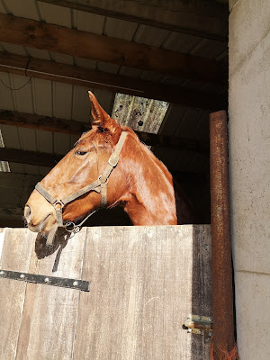 Haras de la violière à Touvois