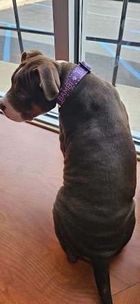 Central Veterinary Hospital - Photo 8 - Car repair in Albany, NY, Albany