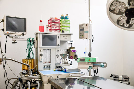 Pensioni per cani e dog hotel a Clinica Veterinaria levante