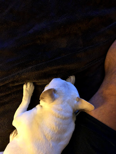 Pet Store «Woof Gang Bakery & Grooming Aberdeen», reviews and photos, 1121 NJ-34, Aberdeen Township, NJ 07747, USA